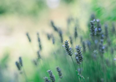 Nursery Maintenance